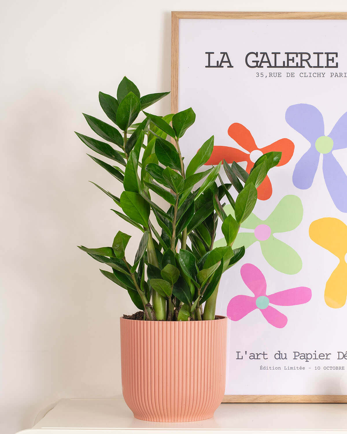 ZZ Plant