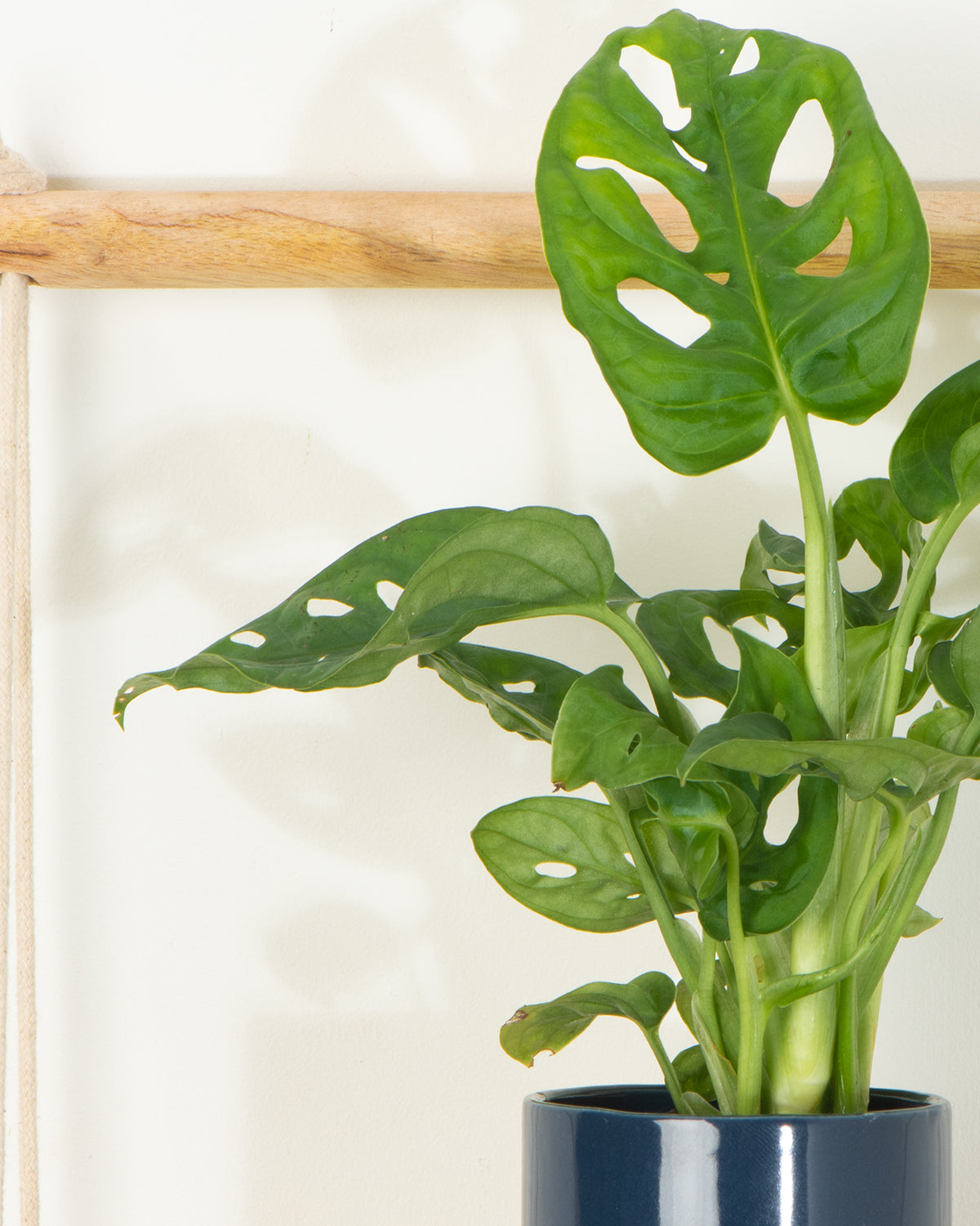 Lil' Monstera Obliqua