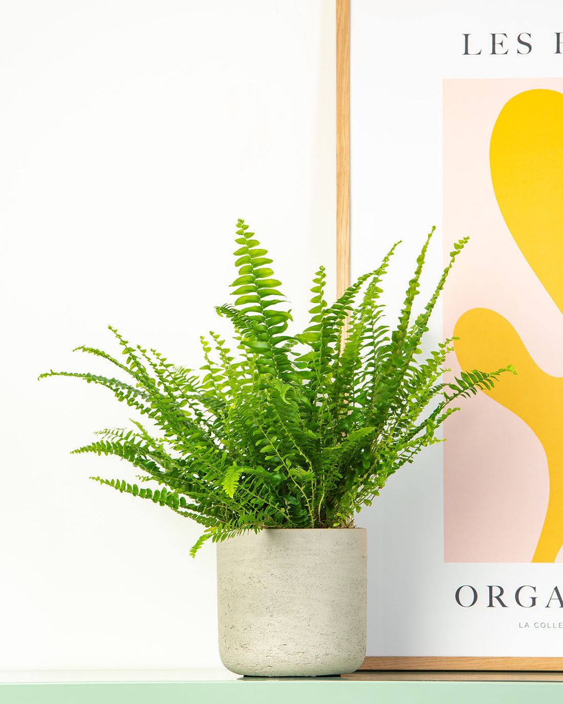 4Nephrolepis-Boston-Fern-17-cm-Lifestyle_1100x.jpg?v=1746522594