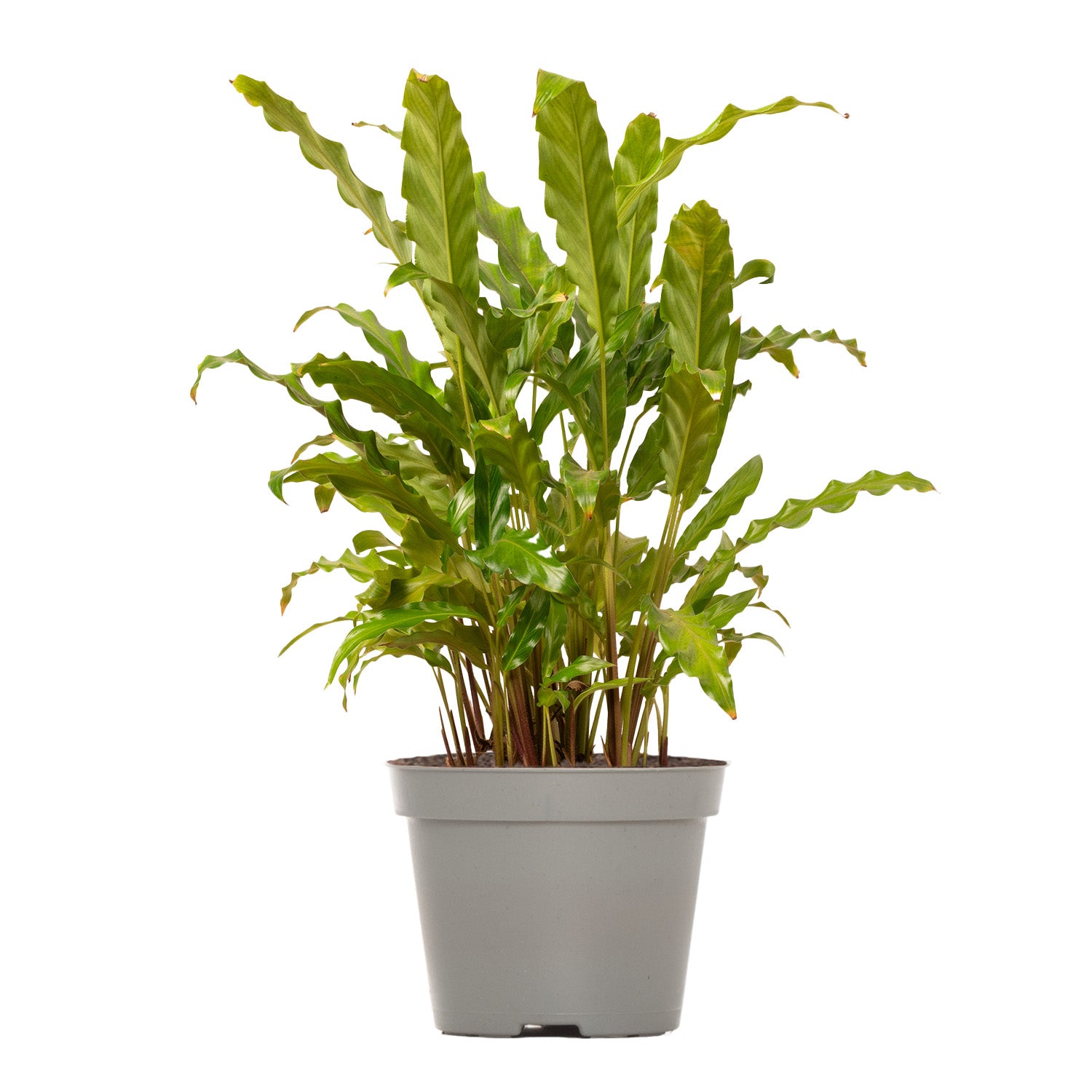 Blue Grass Plant
