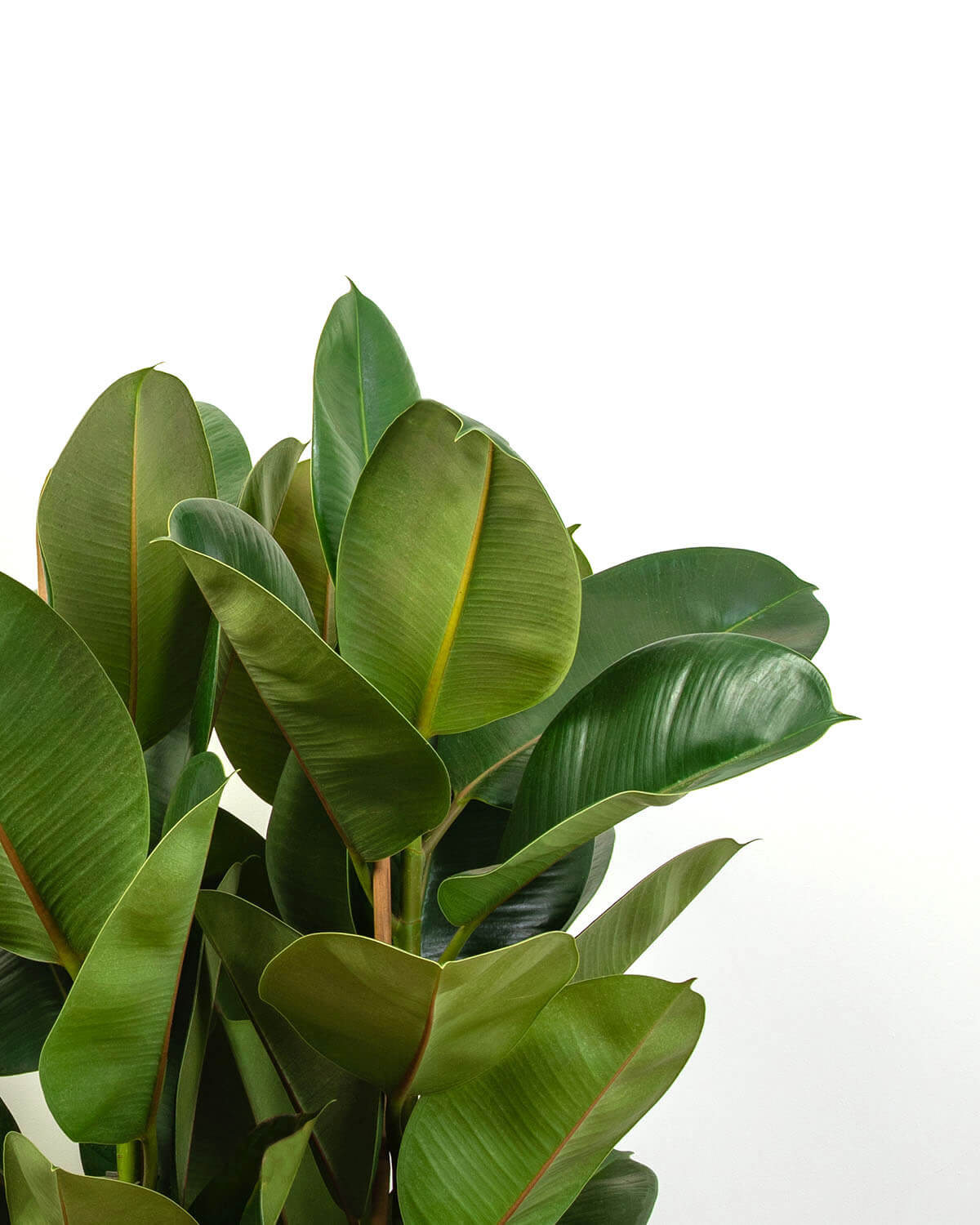 Robusta Rubber Plant