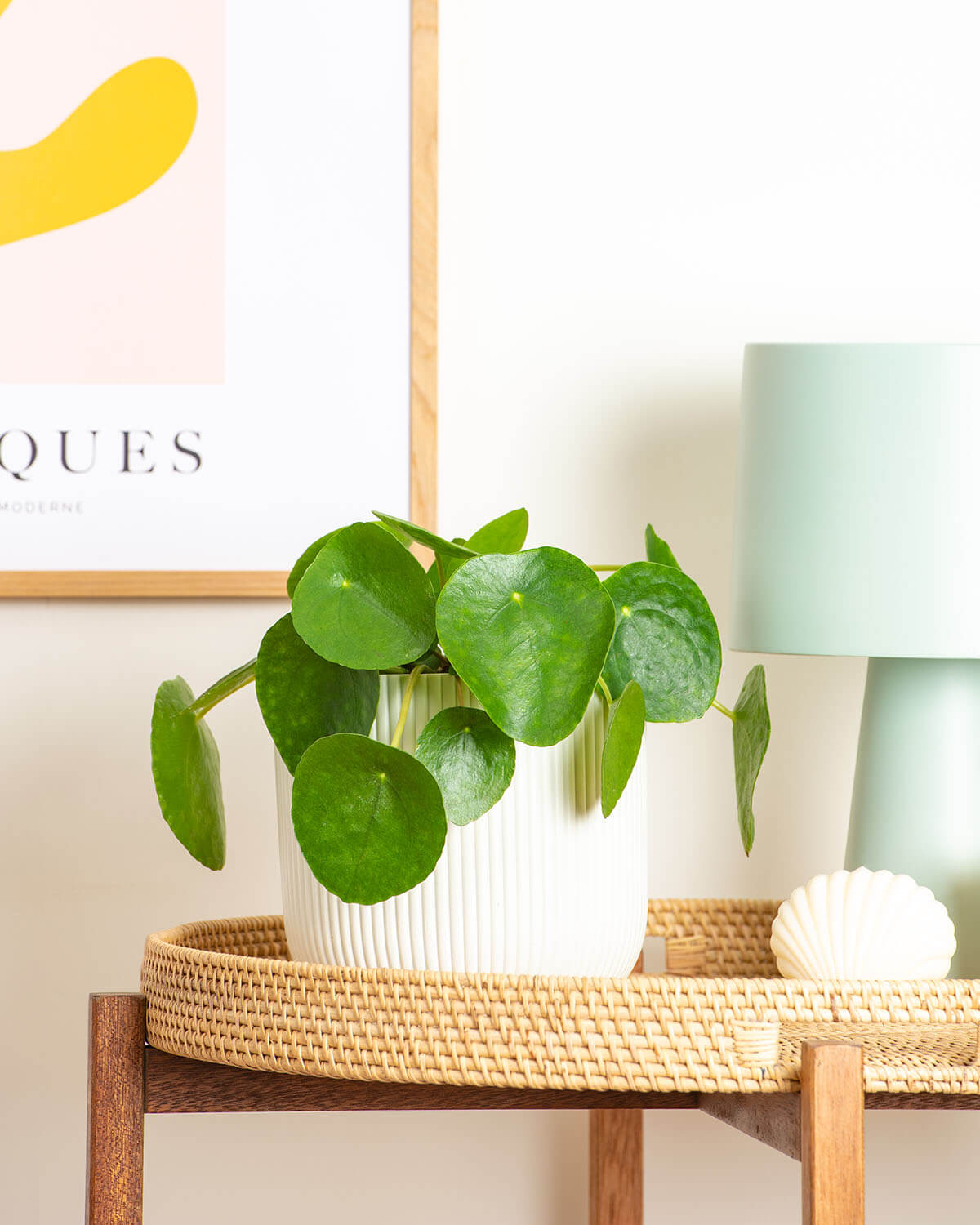Chinese Money Plant