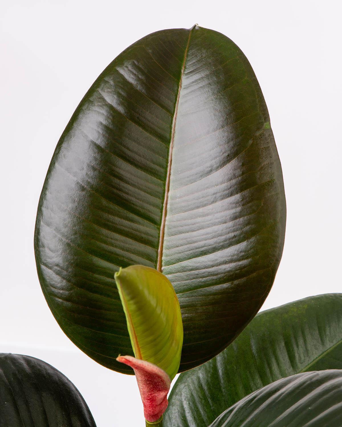 Robusta Rubber Plant