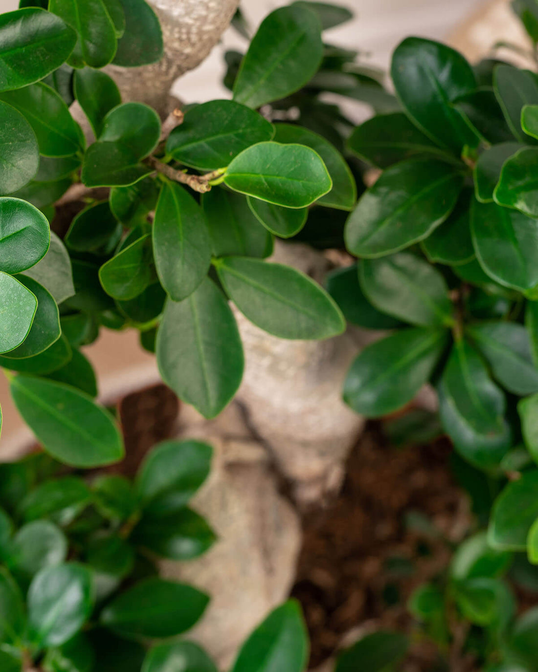 Ficus Bonsai Tree | Ficus Ginseng | Prickle Plants
