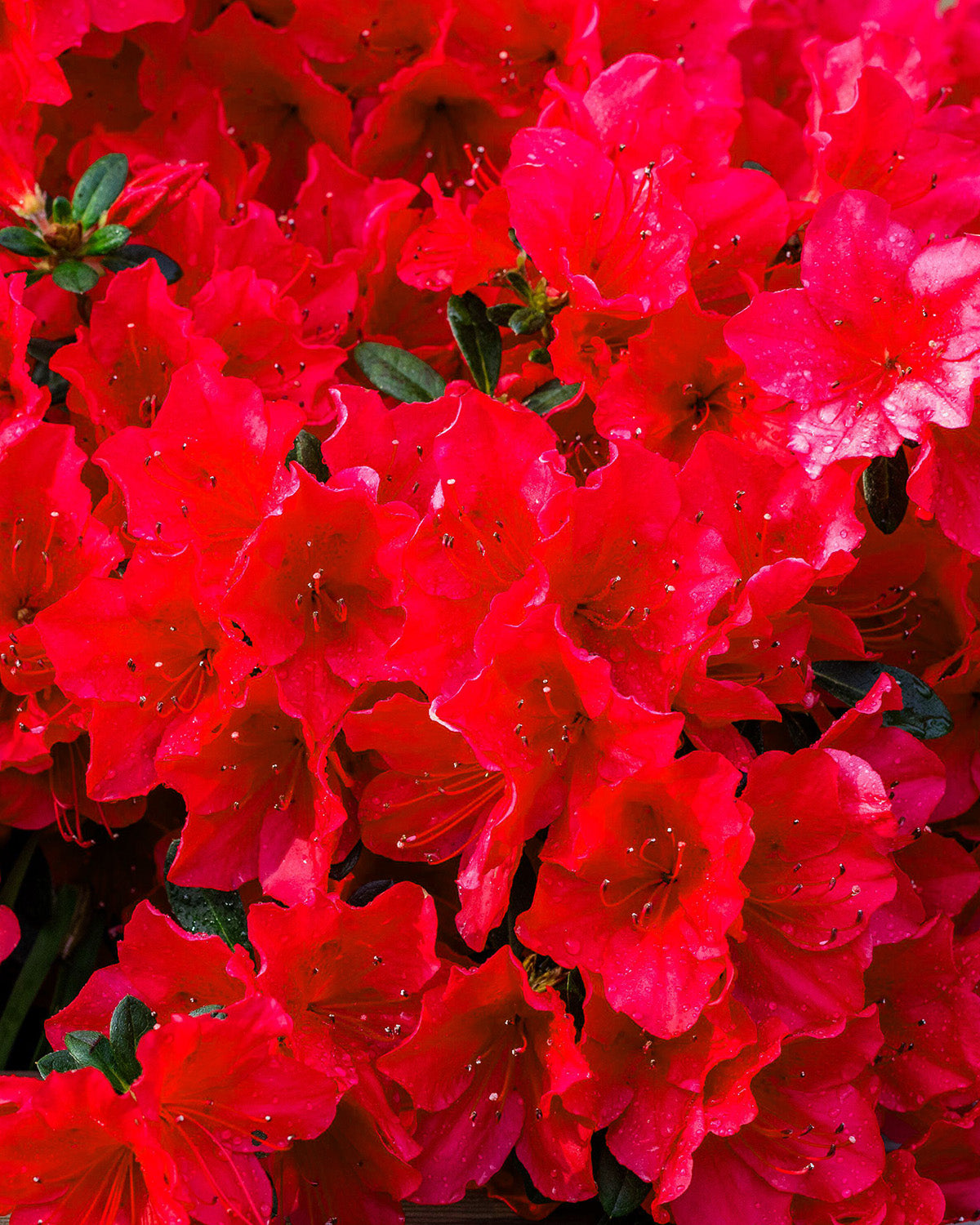 Red Azalea Patio Tree