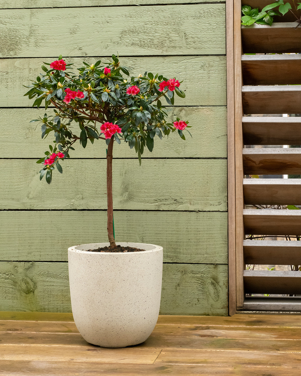 Red Azalea Patio Tree