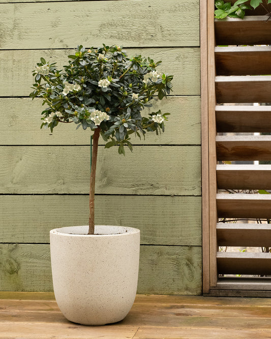 White Azalea Patio Tree