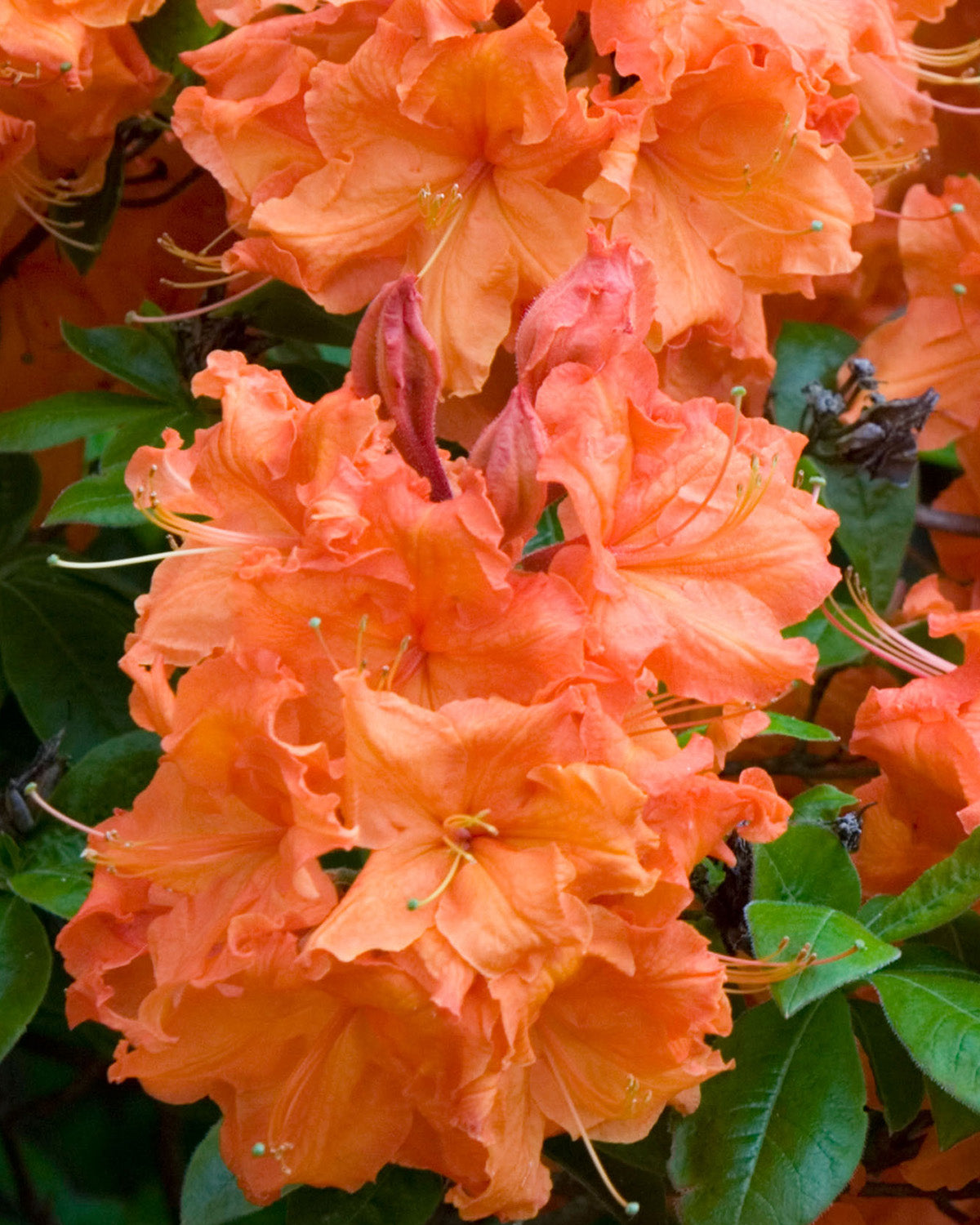 Orange Azalea Patio Tree