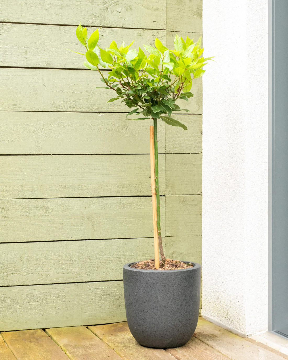 Bay Laurel Patio Tree | Outdoor Plants | Prickle Plants