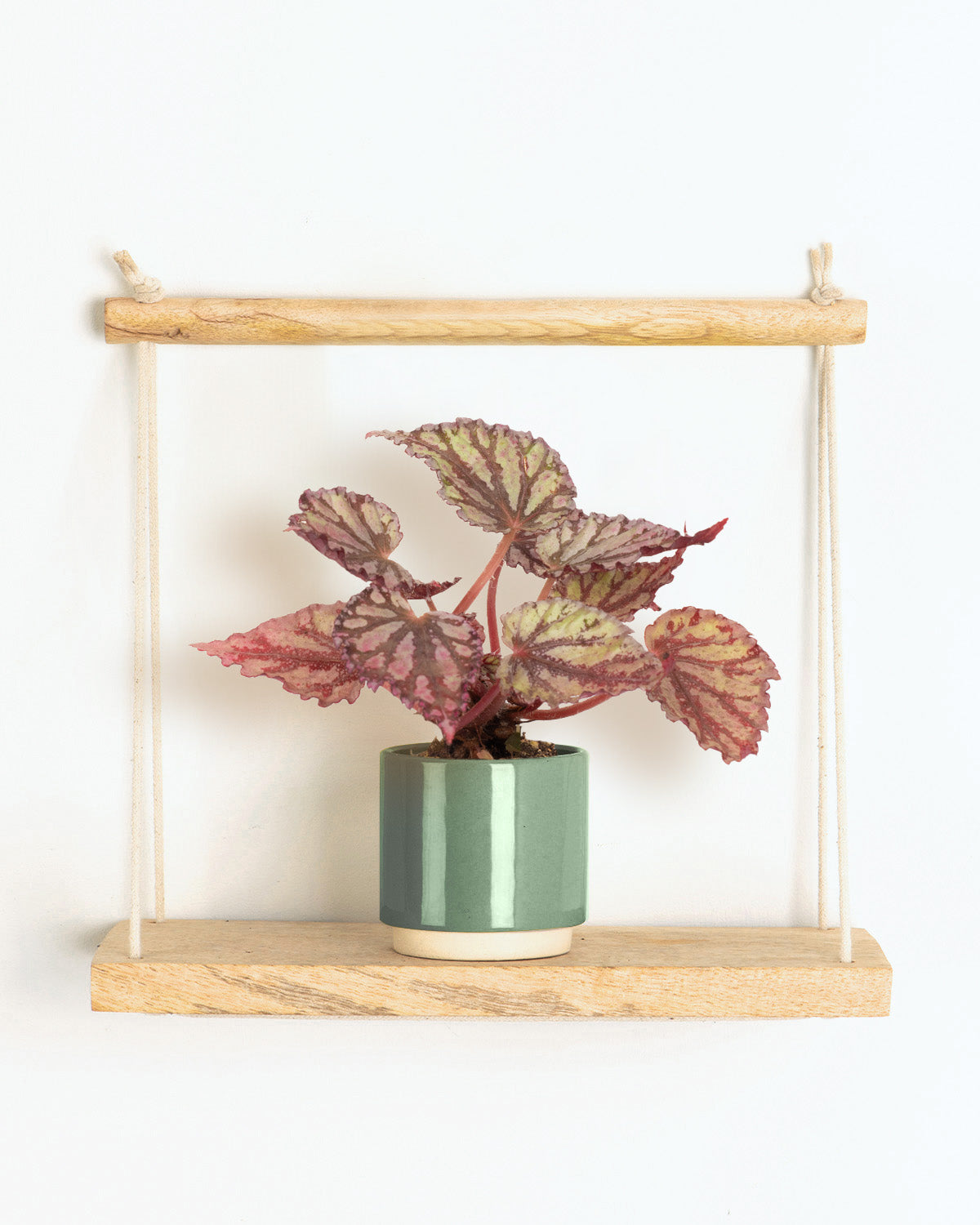 Lil Dew Drop Begonia