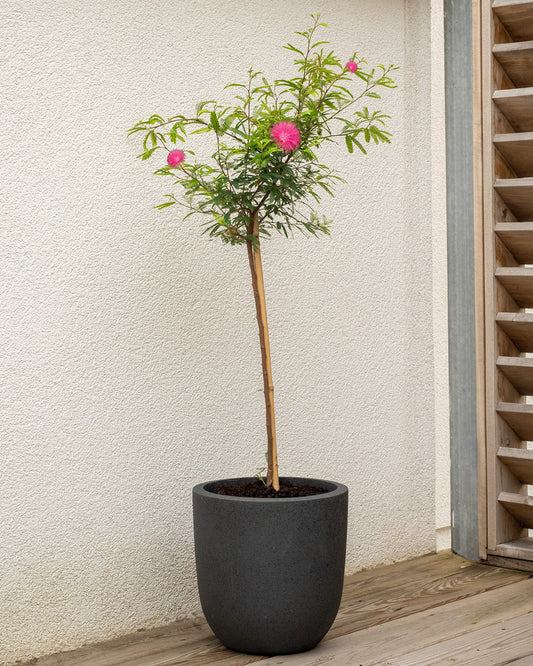 Powder Puff Patio Tree