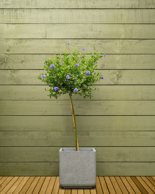 California Blue Patio Tree