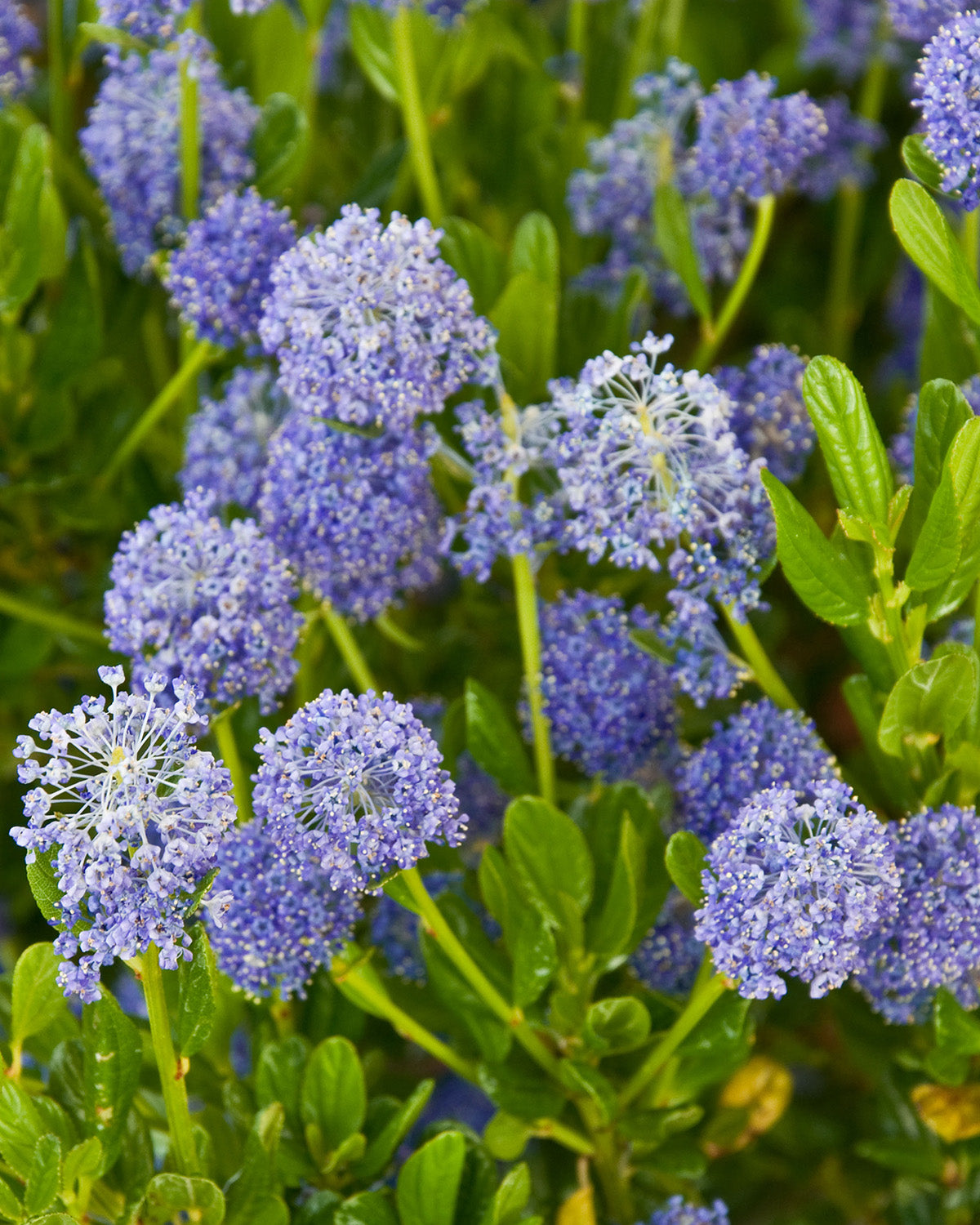 California Blue Patio Tree