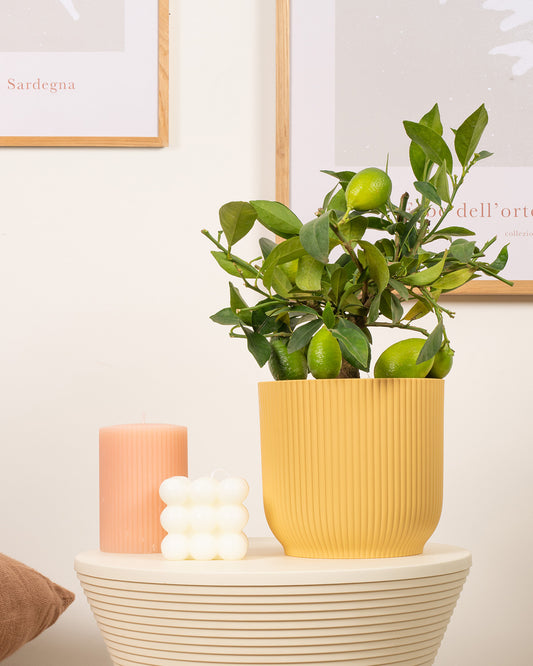 Citrus Lemon Tree
