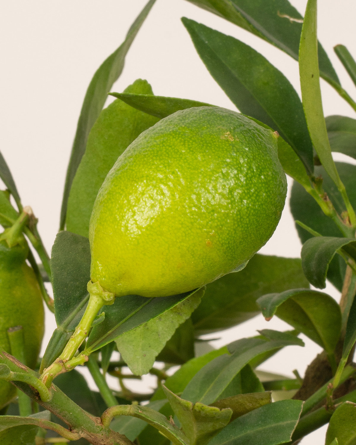 Citrus Lemon Tree