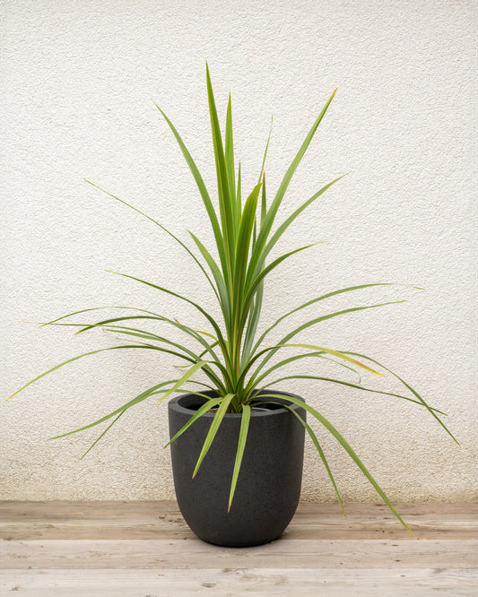 Green Cabbage Palm