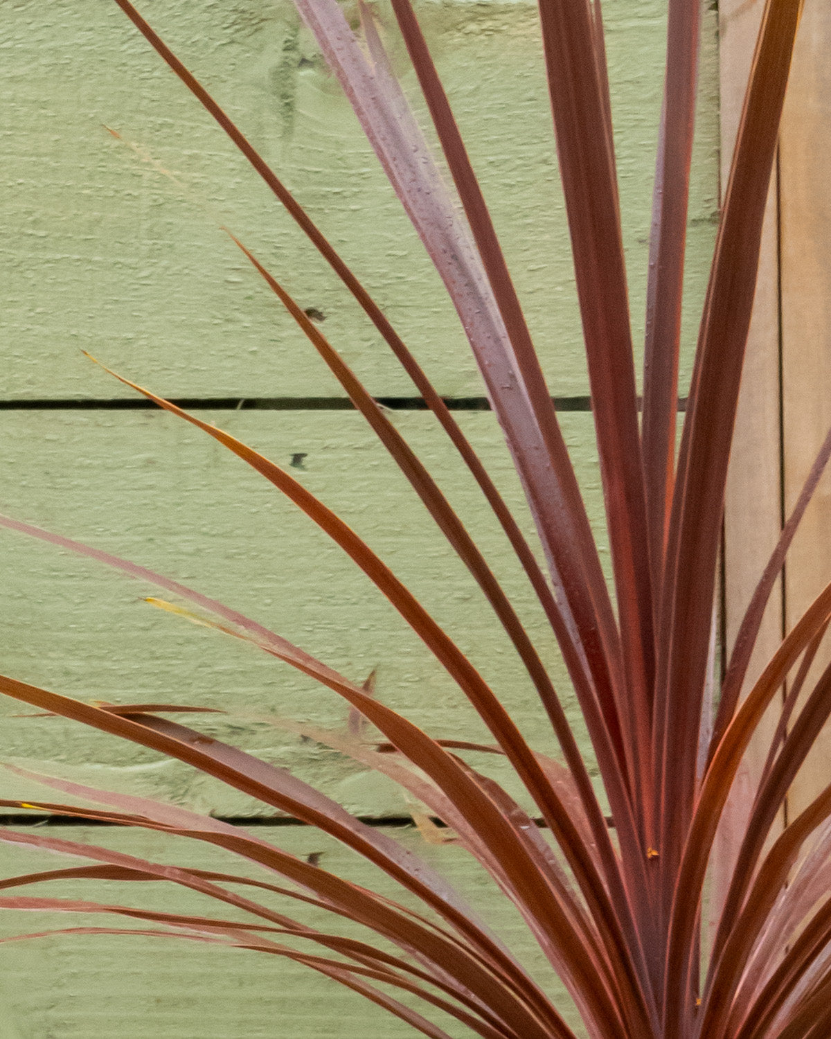 Red Cabbage Palm