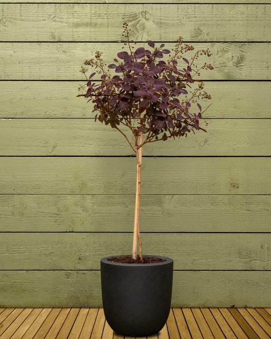 Purple Smoke Patio Tree