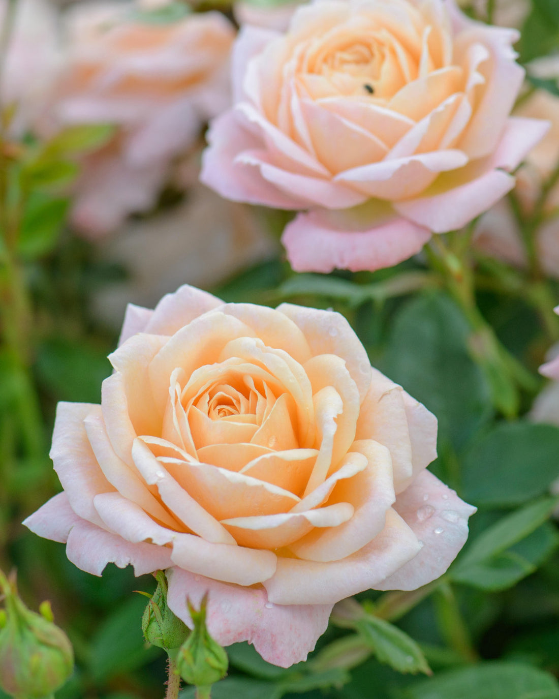 Cream Rose | Outdoor Plants | Prickle Plants