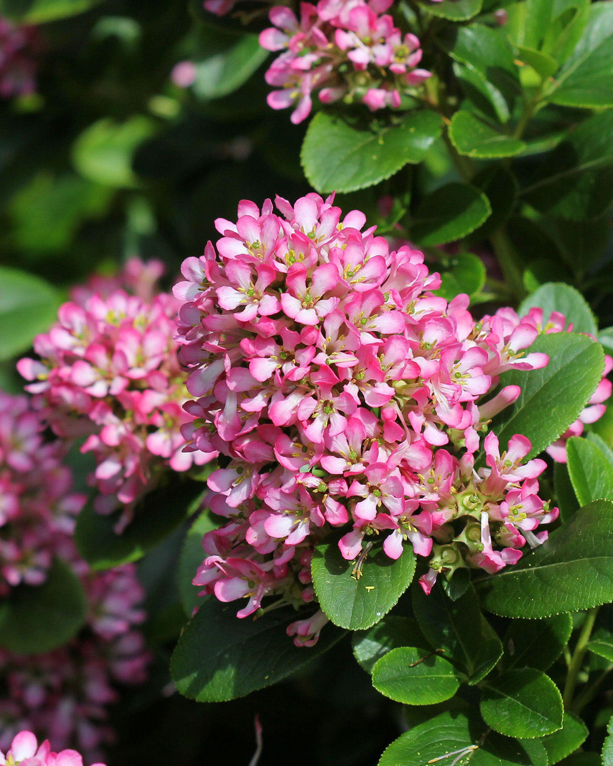 Pink Elle Patio Tree