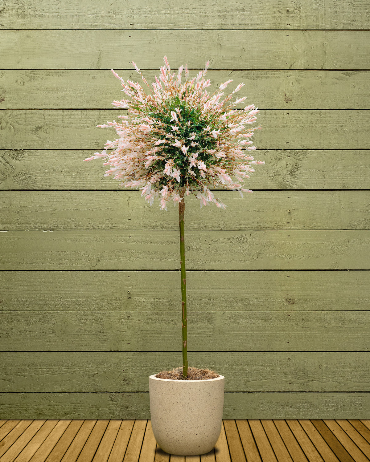 Flamgingo Tree Flamingo Willow Patio Tree | Garden Plants | Prickle Plants