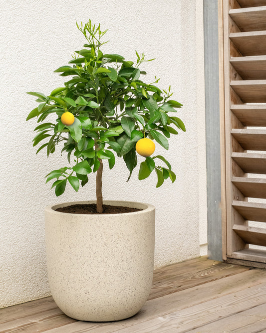 Grapefruit Patio Tree