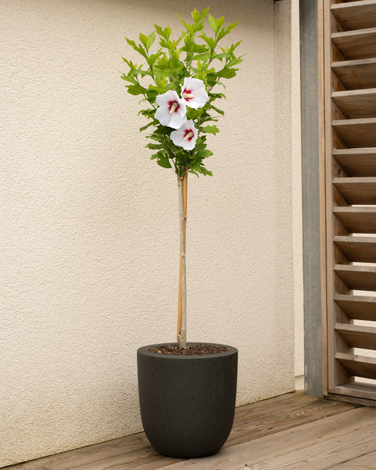 Red Hollyhock Patio Tree