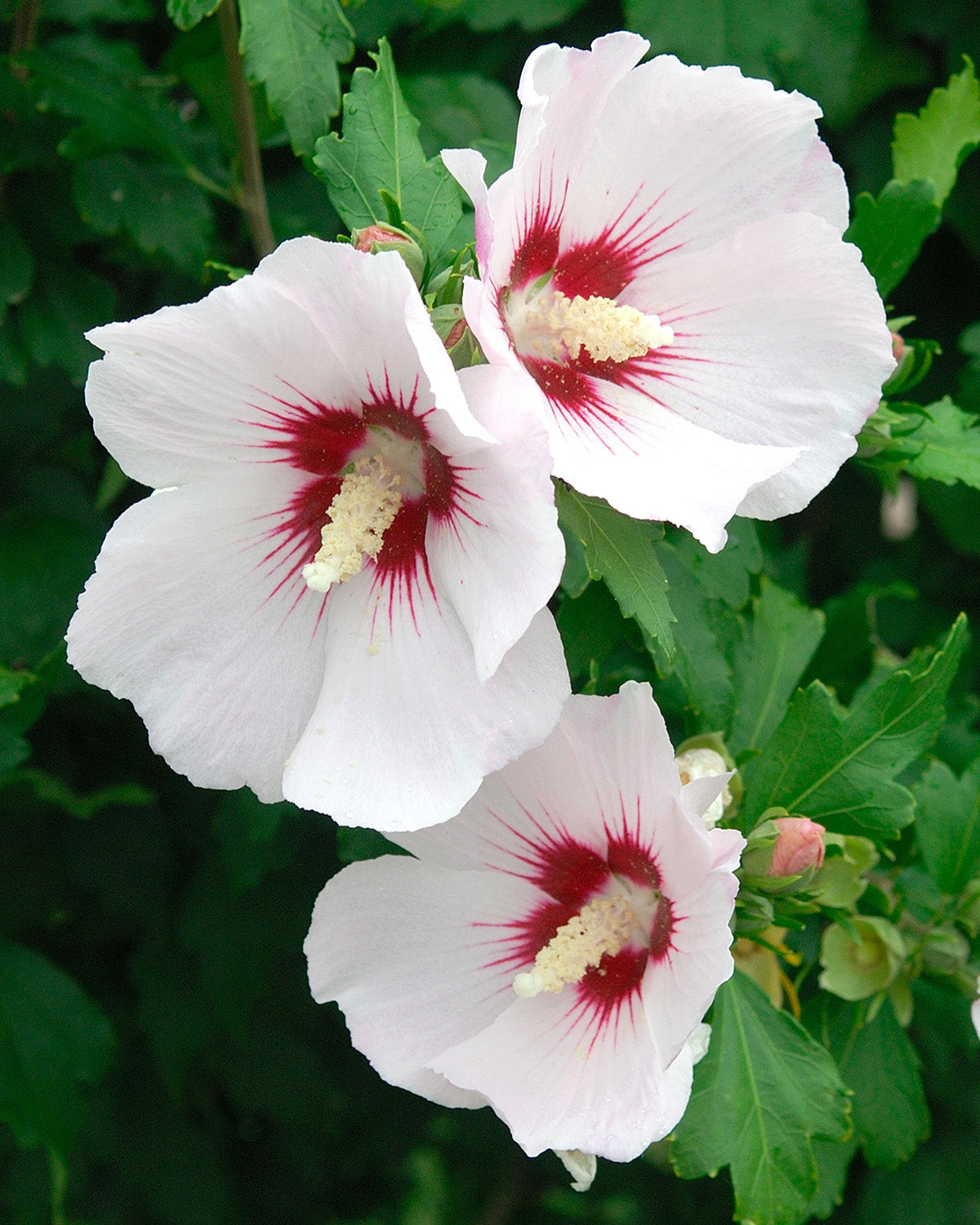 Red Hollyhock Patio Tree