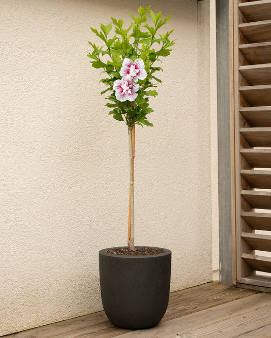 Starburst Hollyhock Patio Tree