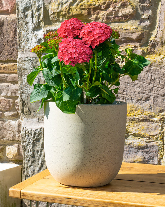 Red Hydrangea