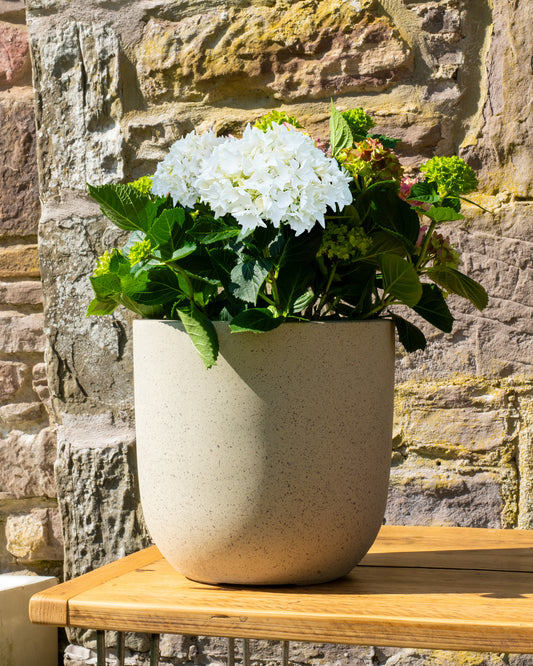 White Hydrangea