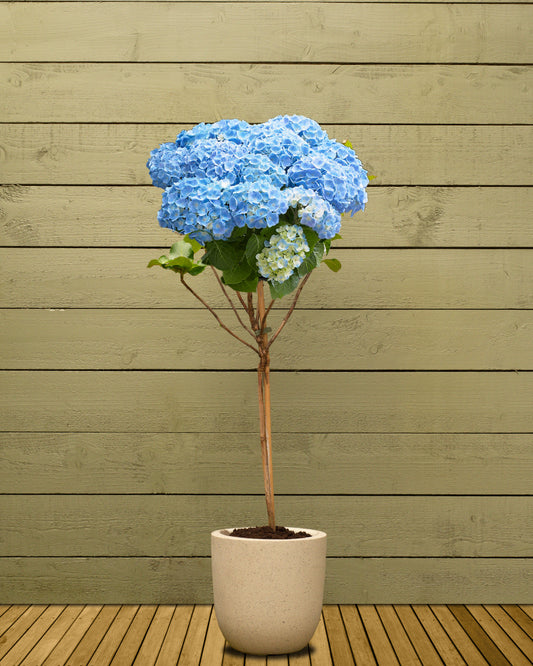 Blue Hydrangea Patio Tree