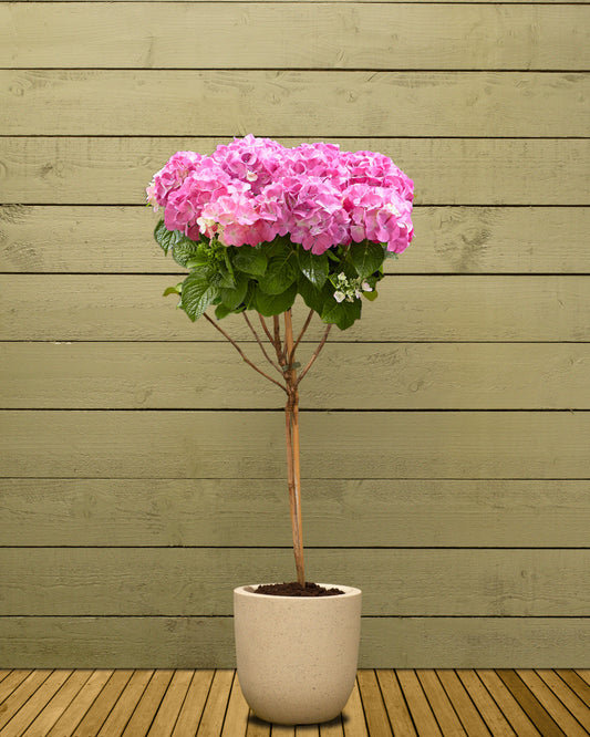 Pink Hydrangea Patio Tree