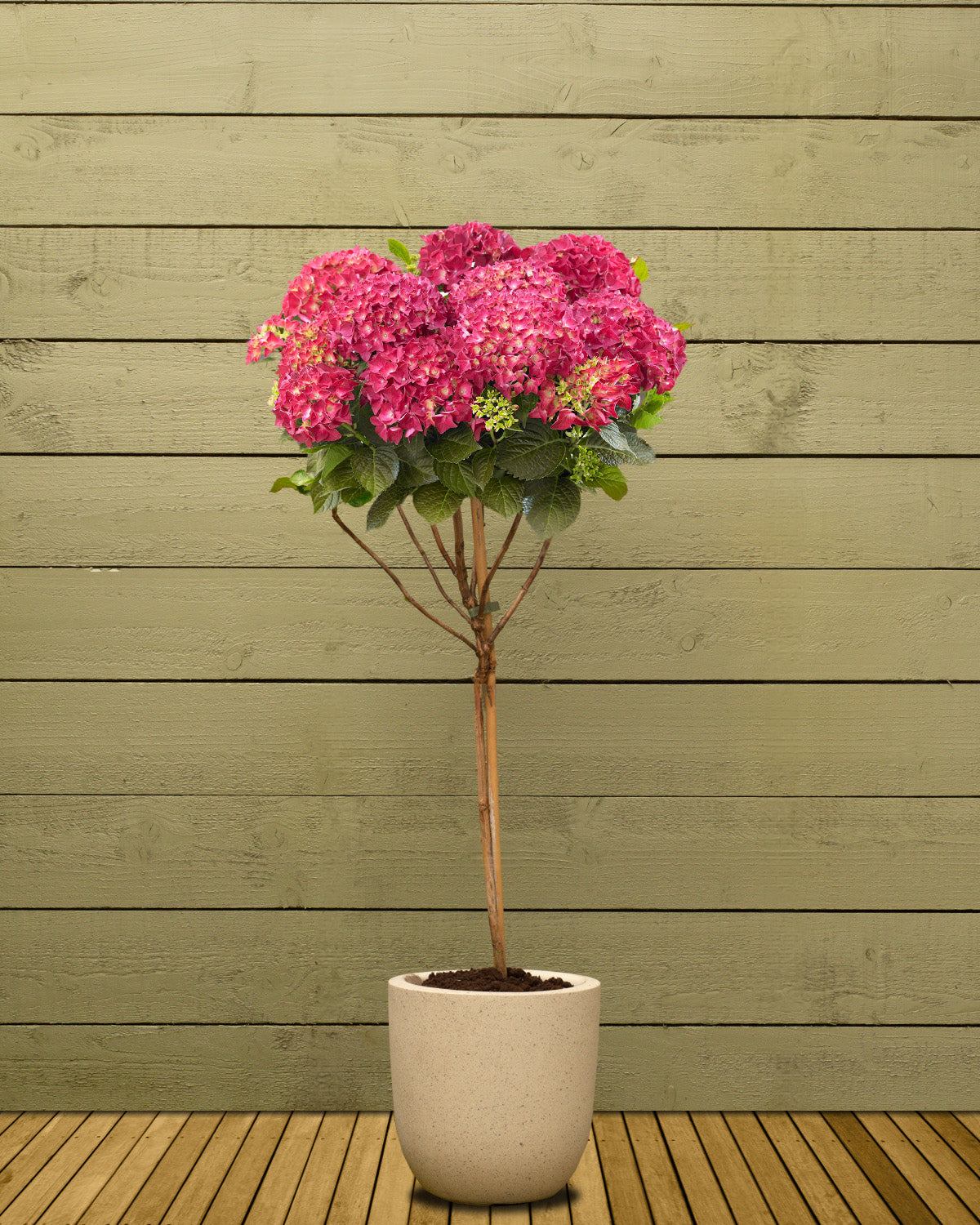 Red Hydrangea Patio Tree