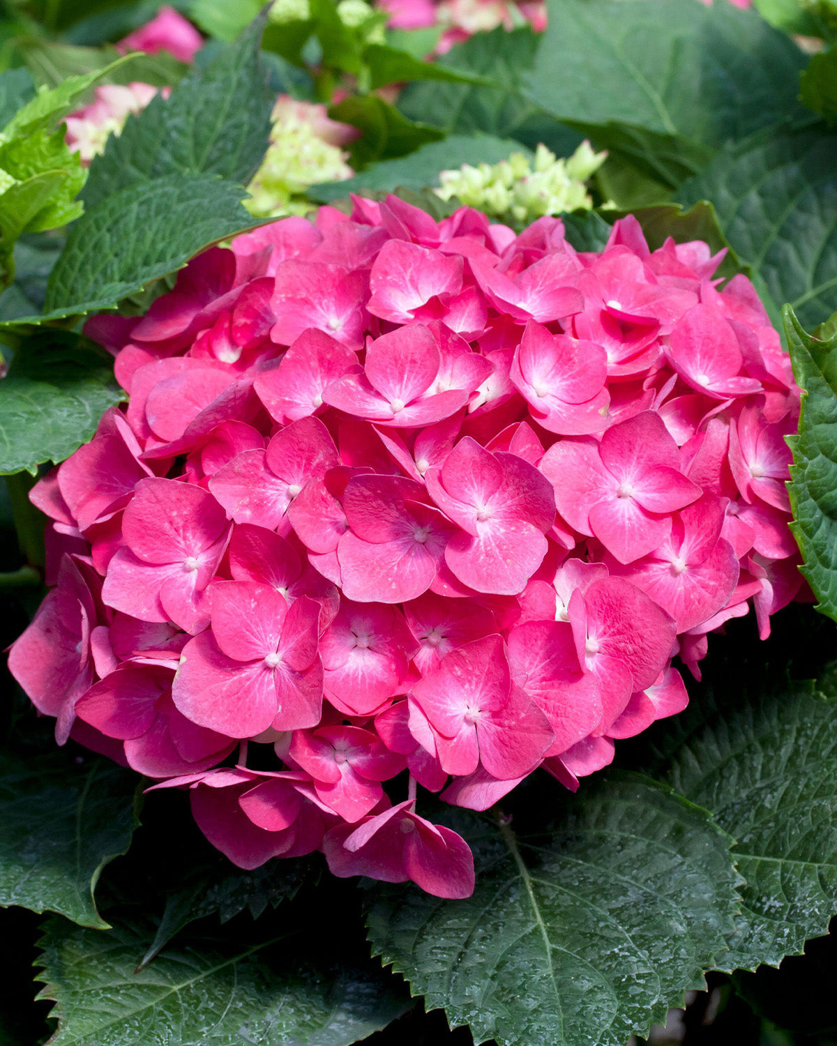 Red Hydrangea Patio Tree