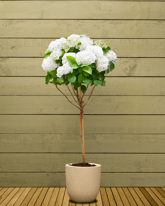 White Hydrangea Patio Tree