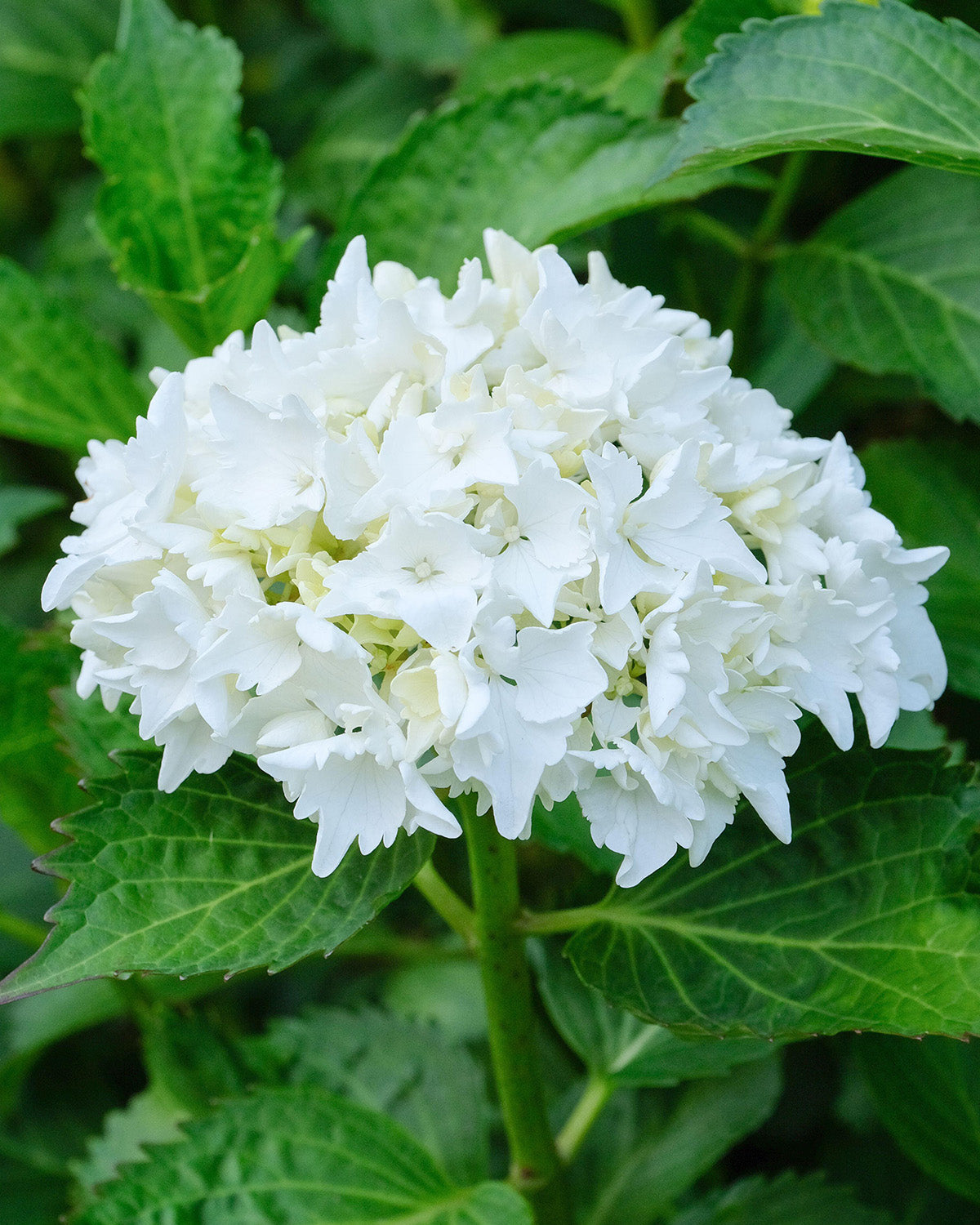 White Hydrangea Patio Tree