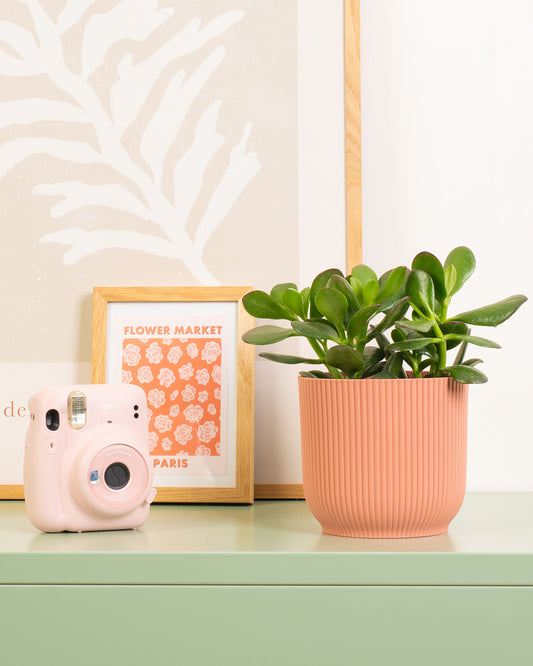 Jade Plant
