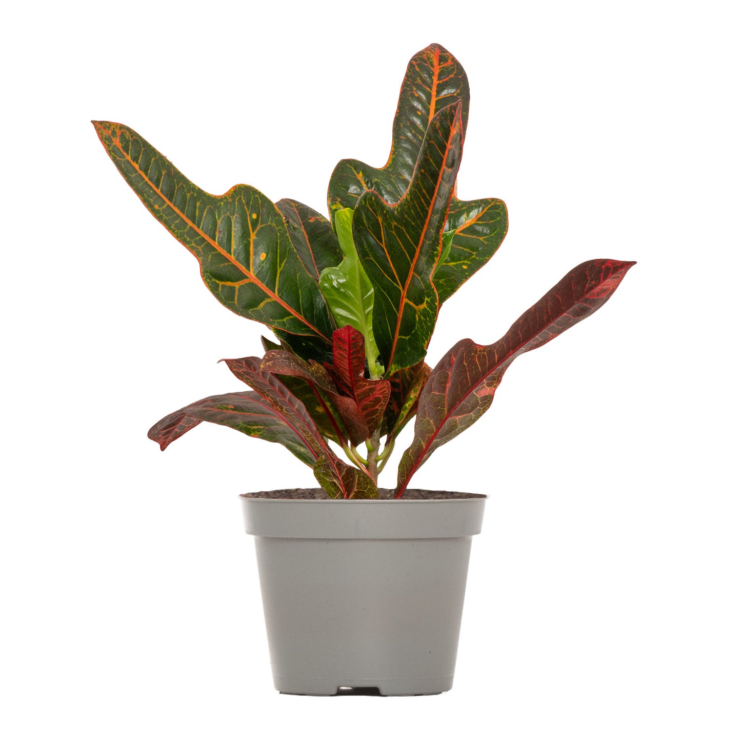 Joseph's Coat Croton
