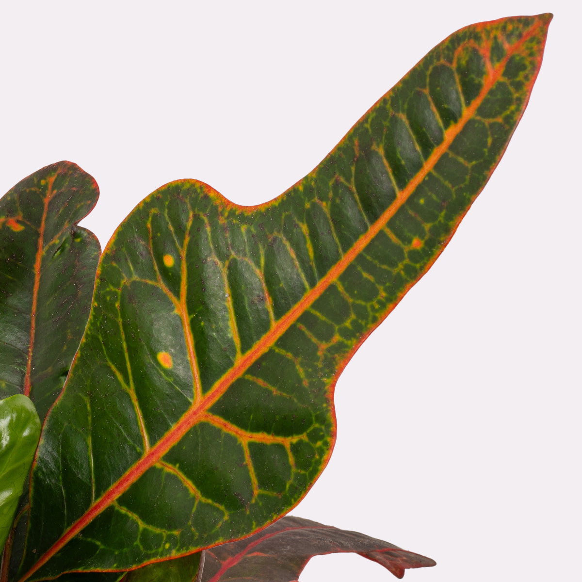 Joseph's Coat Croton