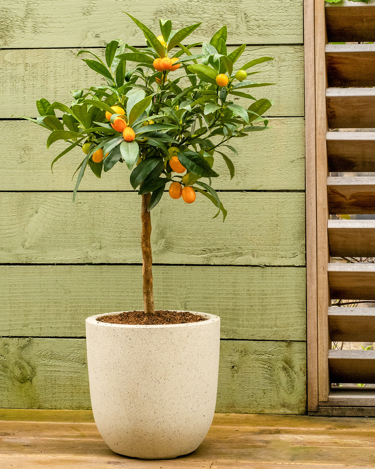 Kumquat Patio Tree