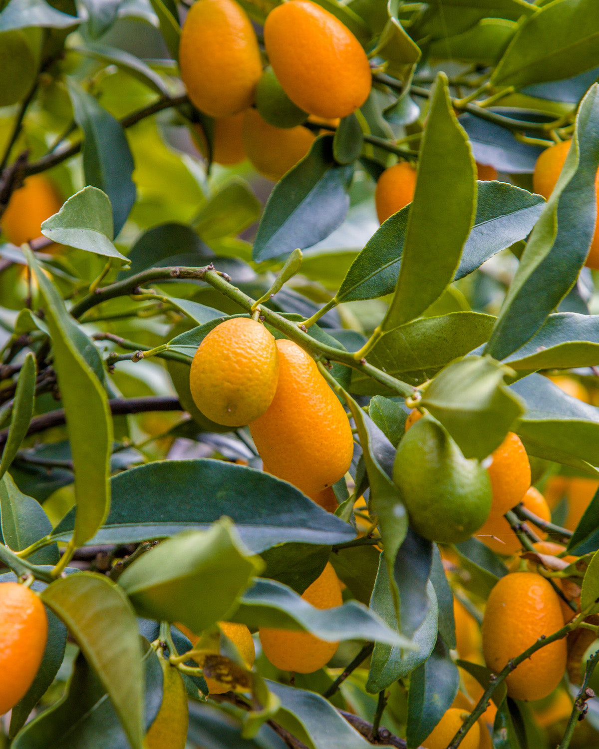 Kumquat Patio Tree