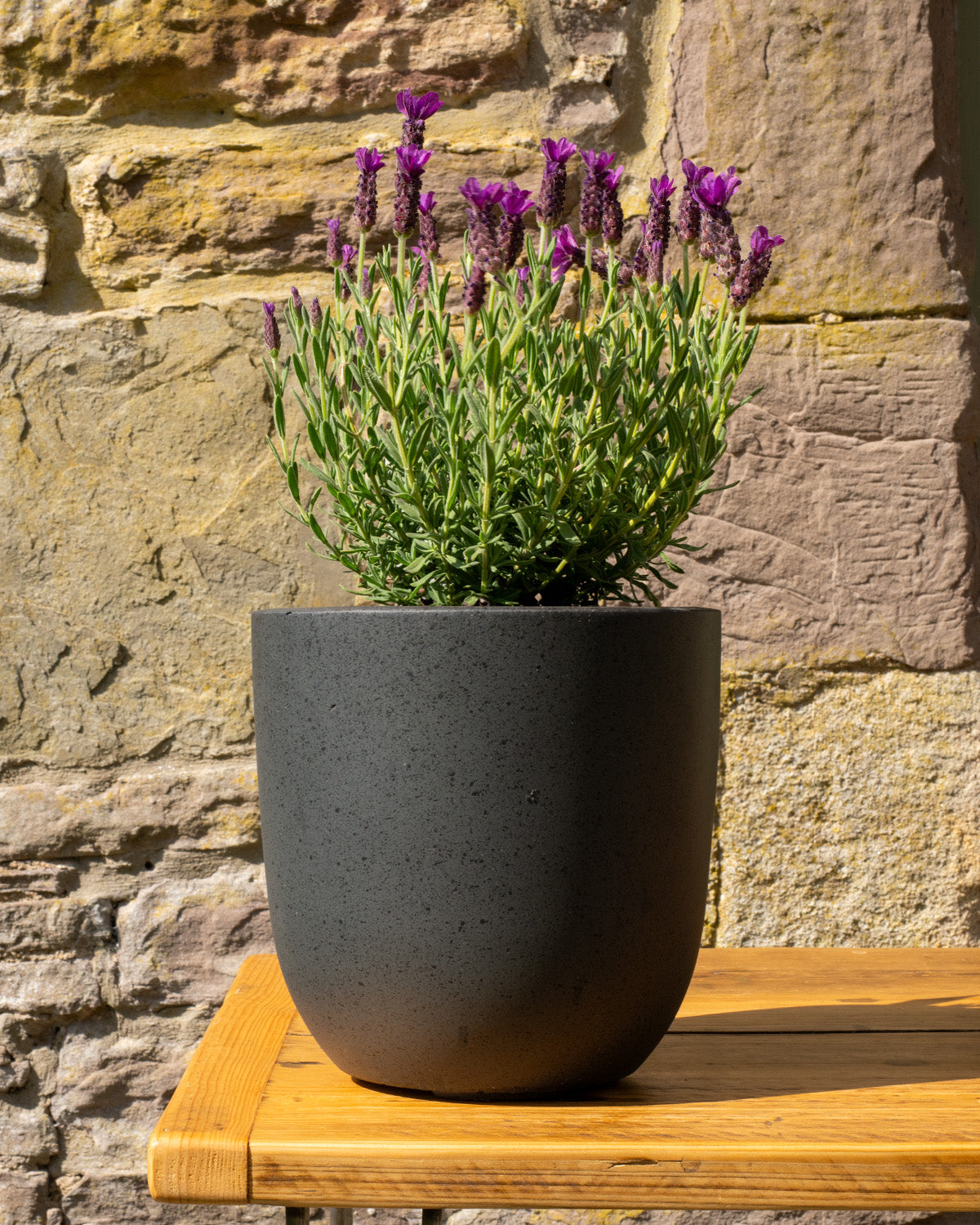 French Lavender Plant