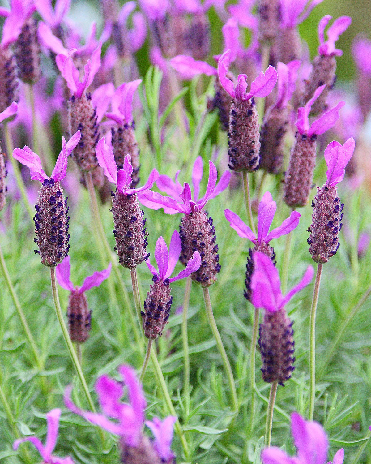 French Lavender Plant