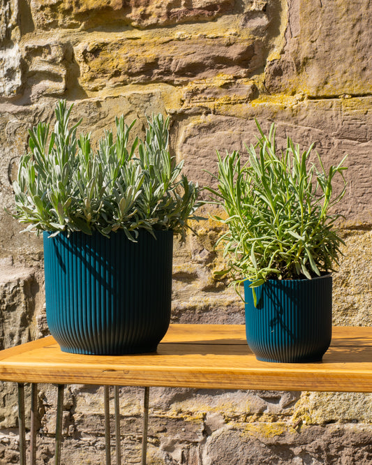 English Lavender Plant