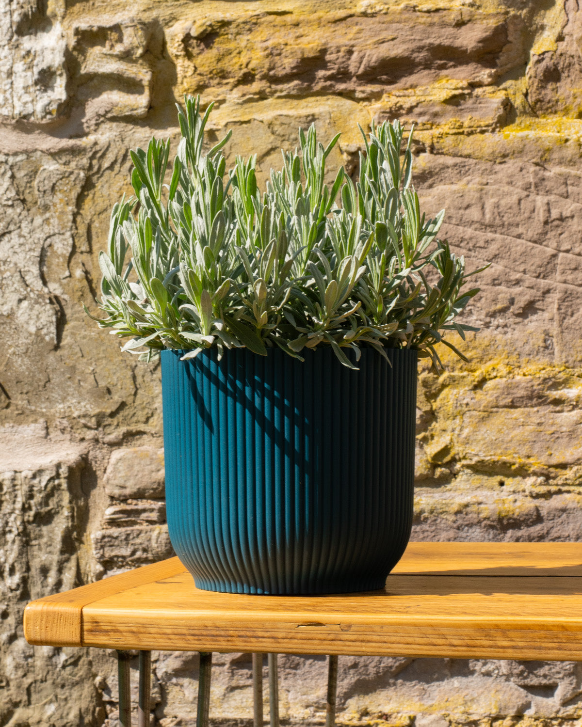 English Lavender Plant