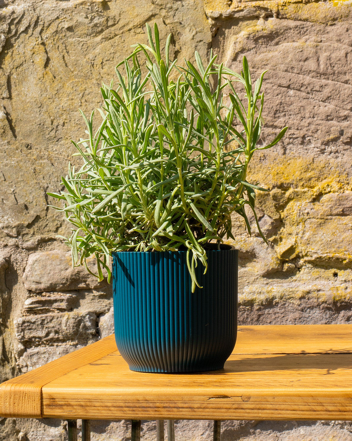 English Lavender Plant