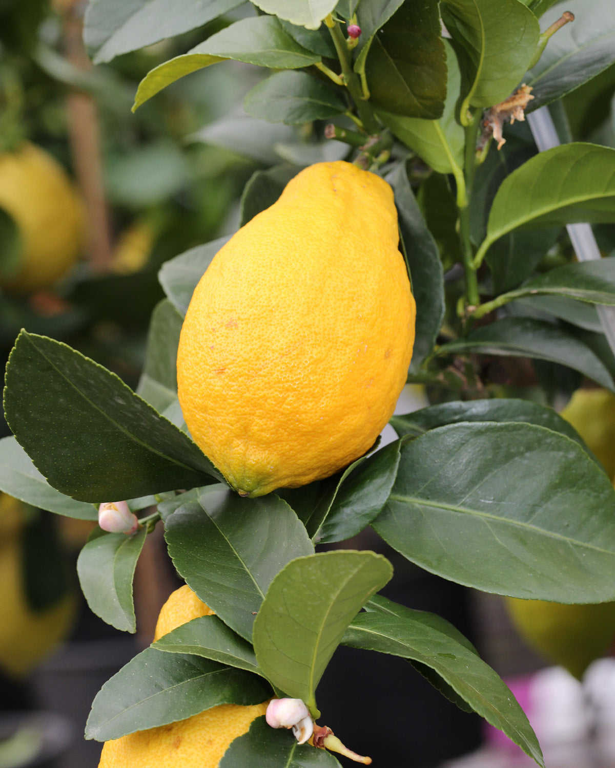 Lemon Patio Tree