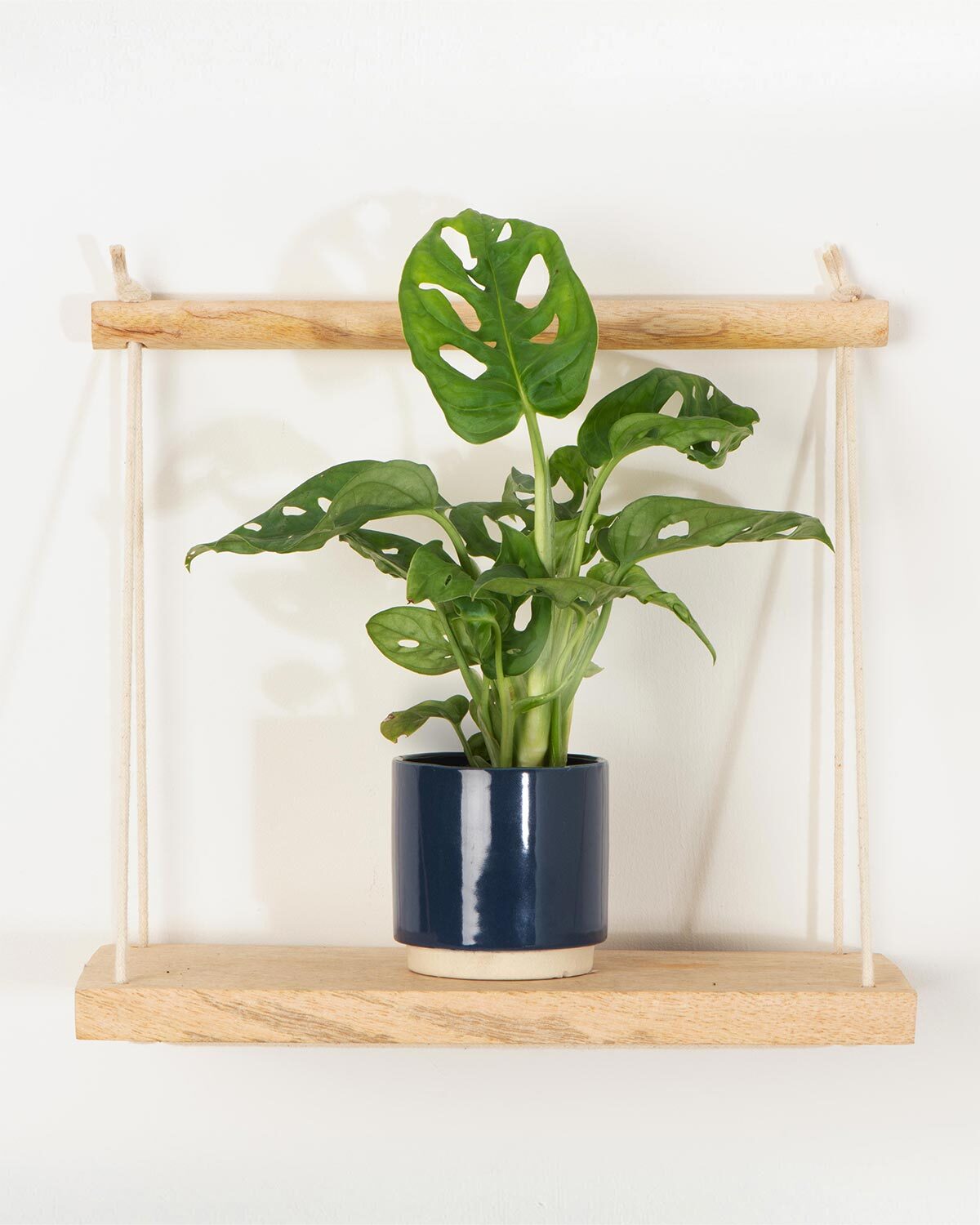 Lil' Monstera Obliqua | Monstera Adansonii