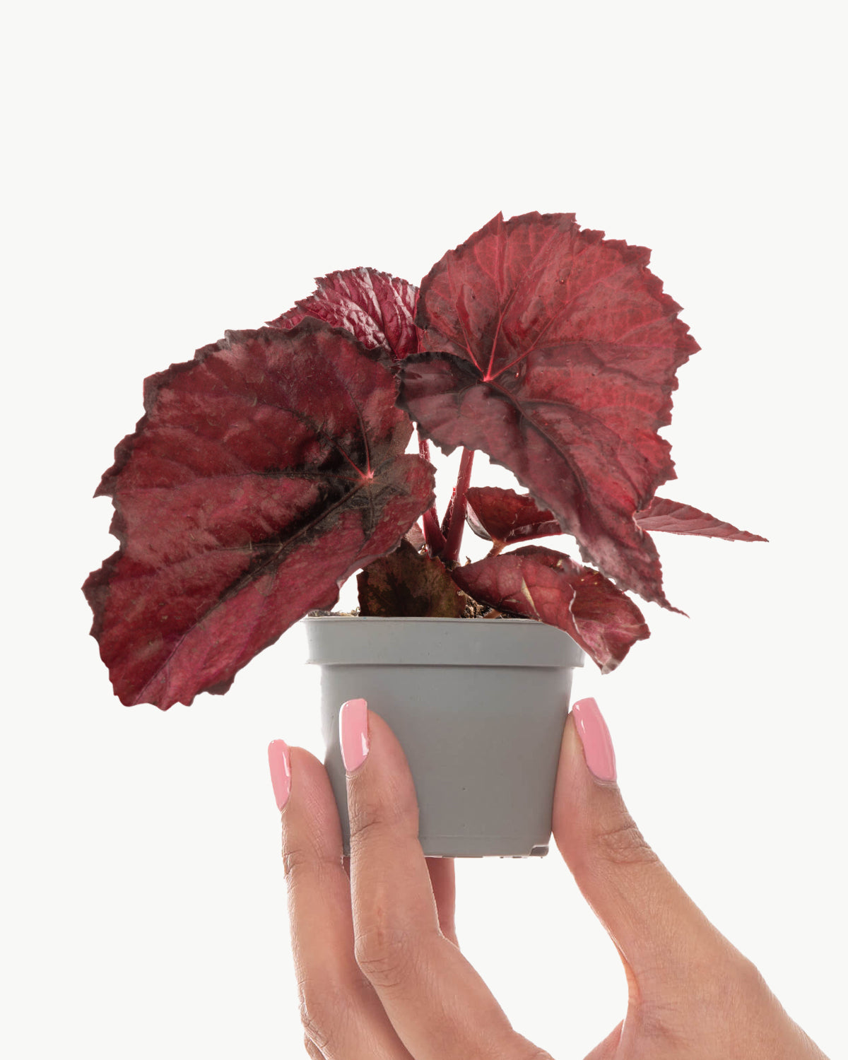 Lil' Begonia Red Heart